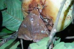 Ophiusa disjungens