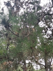 Pinus nigra