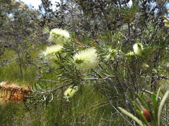 Melaleuca pachyphylla