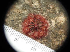 Drosera