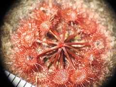 Drosera