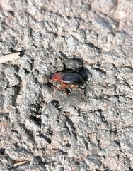 Calathus melanocephalus