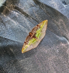 Hypochrosis cryptopyrrhata