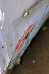 Hypochrosis cryptopyrrhata
