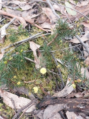 Acacia aculeatissima