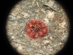 Drosera