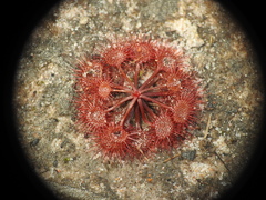Drosera