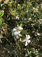 Leptospermum laevigatum