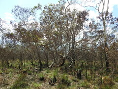Eucalyptus bancroftii
