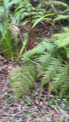 Pteridium esculentum
