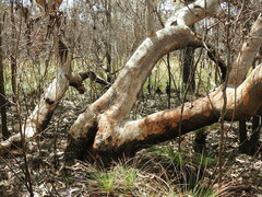 Eucalyptus bancroftii