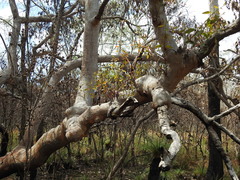 Eucalyptus bancroftii