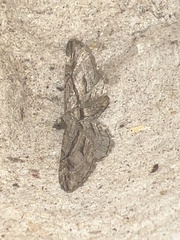 Eupithecia phoeniceata