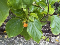 Cordia subcordata