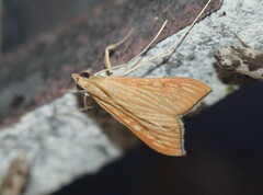 Antigastra catalaunalis