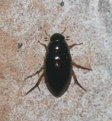 Tropisternus lateralis