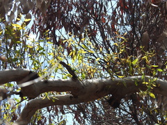 Eucalyptus bancroftii