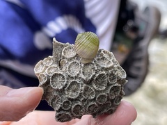 Nerita plicata
