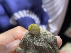 Nerita plicata