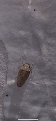 Curtara insularis