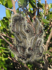 Bombycomorpha pallida