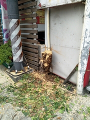 Ficus microcarpa microcarpa