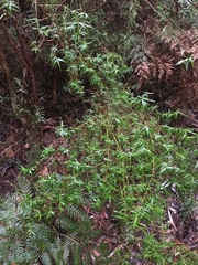 Ozothamnus ferrugineus