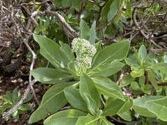 Heliotropium arboreum