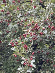 Crataegus monogyna