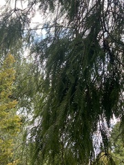Taxodium distichum