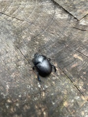 Anoplotrupes stercorosus