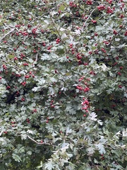 Crataegus monogyna
