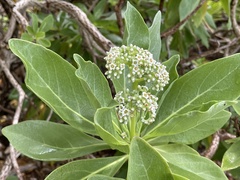 Heliotropium arboreum