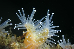 Corynactis californica