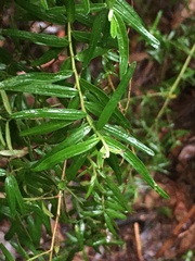 Ozothamnus ferrugineus