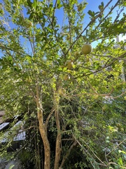 Punica granatum