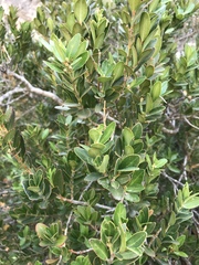 Buxus balearica