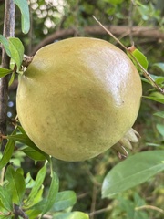 Punica granatum