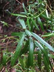 Ozothamnus ferrugineus