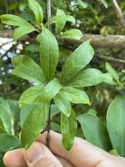 Punica granatum