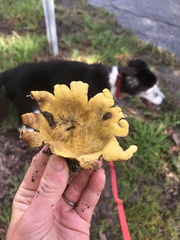 Scleroderma polyrhizum