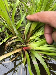 Stylidium graminifolium