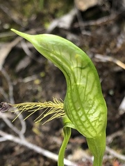Pterostylis plumosa