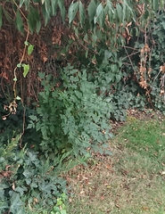 Koelreuteria paniculata