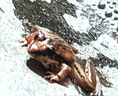 Ptychadena anchietae
