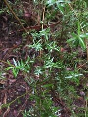 Ozothamnus ferrugineus