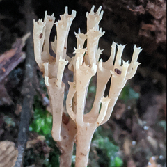 Artomyces austropiperatus