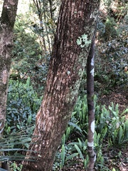 Myrtoideae