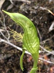 Pterostylis plumosa