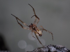 Neoscona theisi